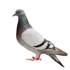 How the Pigeon Update Affects Local Search Marketing